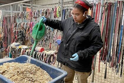 Südirland Tierprojekt Volunteer