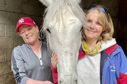 Animal Rescue Horse