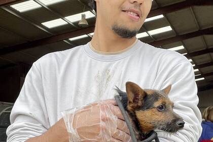 Südirland Tierprojekt geretteter Hund