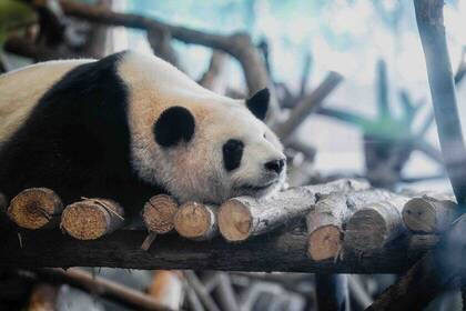 Panda-Beobachtung