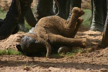 Baby Elefant playing