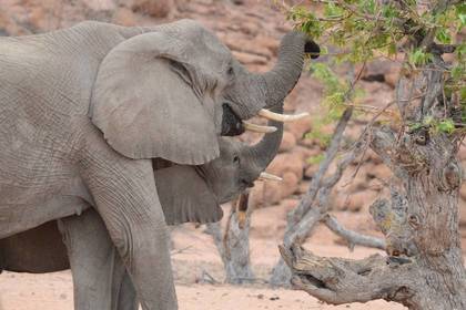 Elephants Namibia