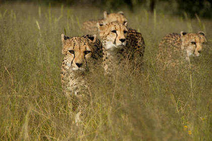Voluntary work in the Cheetah project in Africa