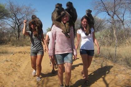 Volunteering with monkeys in Namibia