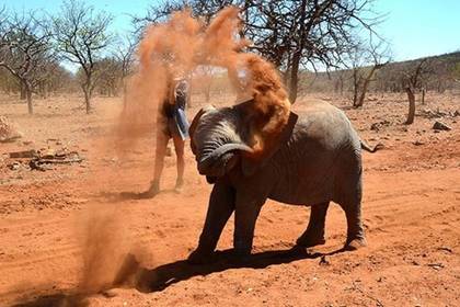 Freiwilligenarbeit mit Big 5 in Afrika