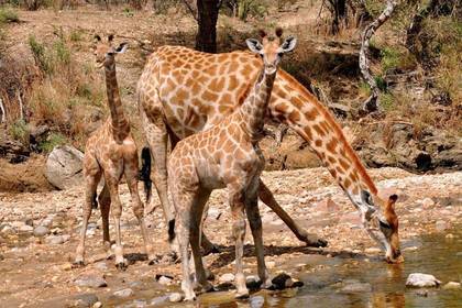 Freiwilligenarbeit mit Giraffen in Namibia