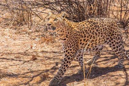 Volunteer work with wildcats in Namibia