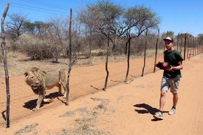 Voluntary service with lions in Namibia