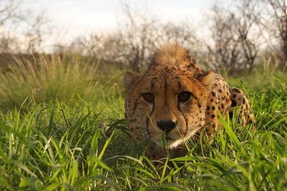 Volunteer Projekt für bedrohte Tierarten in Namibia