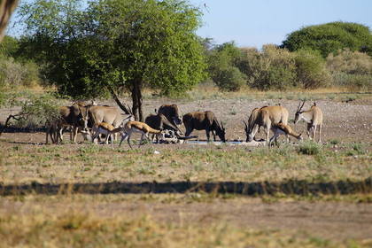 Volunteering im Big 5 Projekt in Namibia