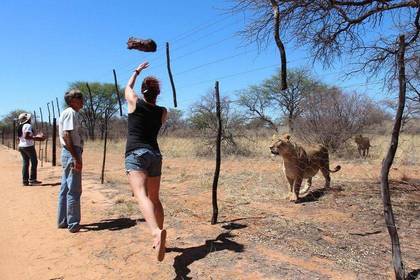 Wild animals feed in Namibia