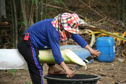Freiwilligenarbeit im Wildtierschutz in Thailand