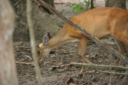 Freiwilligenarbeit Wildlife Thailand