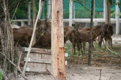 Freiwilligendienst im Wildtierschutz in Thailand