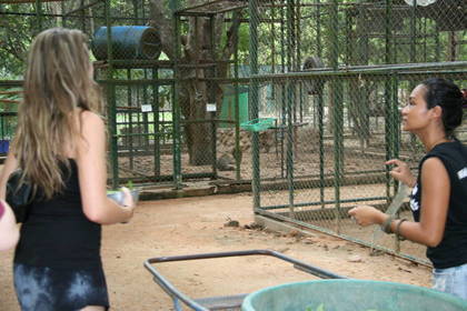 Voluntary service in the animal rescue center in Thailand