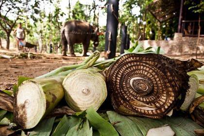 FSJ Thailand Tierschutz