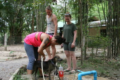 Mit Tieren arbeiten in Thailand