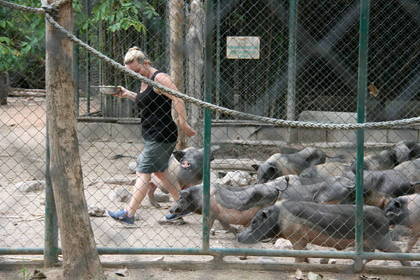 Animal rescue station in Thailand