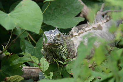 Volunteer im Tierschutz in Thailand