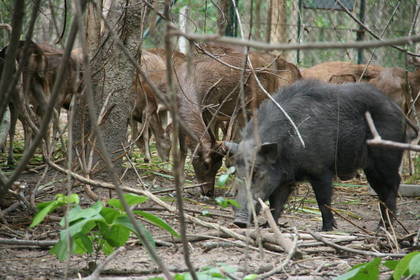 Wilde Tiere in Thailand