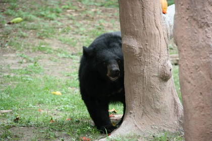 Wildtierschutz in Thailand