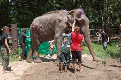 bedrohte Tierarten schützen - Freiwilligendienst Thailand