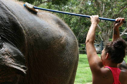 Elefanten baden und waschen in Thailand
