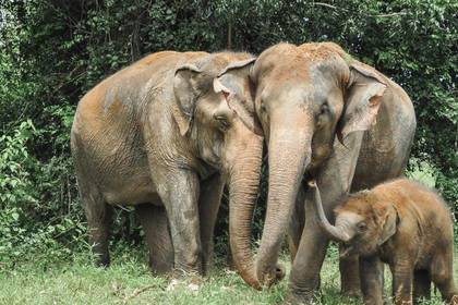 Volunteer elephant project in Thailand