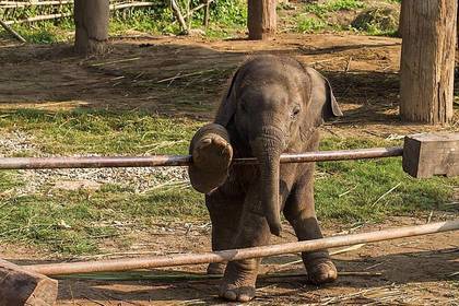 Baby elephant Nepal