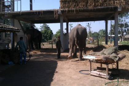 Elephants clean and feed in Nepal