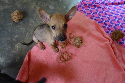 Freiwilligenarbeit im Hundehilfsprojekt in Sri Lanka