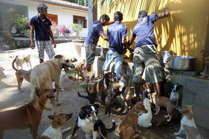 Freiwilligenarbeit in Sri Lanka mit Hunden