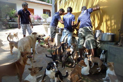 Freiwilligenarbeit in Sri Lanka mit Hunden