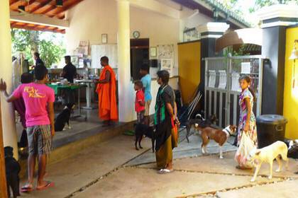 Volunteer with dogs in Sri Lanka