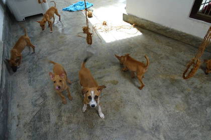 Tierprojekt in Sri Lanka