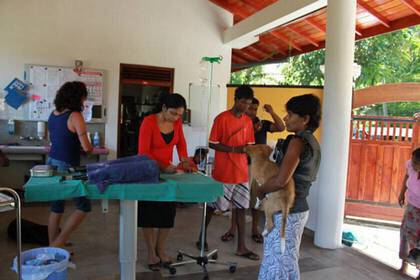 Volunteers im Hunde Hilfsprojekt in Sri Lanka