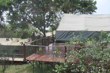 Volunteering mit Schimpandsen in Uganda