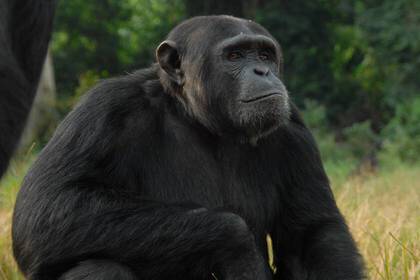 Caring for chimpanzees in Uganda