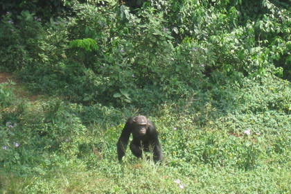 Voluntary service with chimpanzees in Uganda