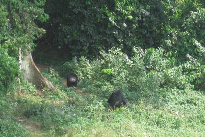Naturschutz Projekte in Uganda