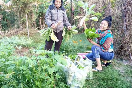 Öko-Gemüse ernten im Garten in Thailand