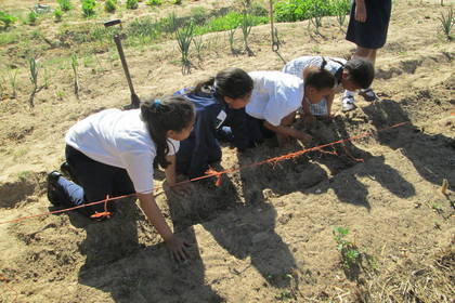 Baumschule Südafrika