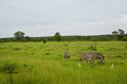 Watch wildlife in Zimbabwe