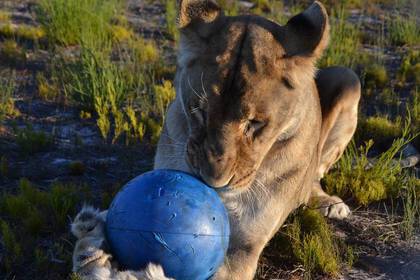 Junger Löwe beim Spielen