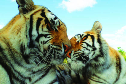 Auch Tiger gibt's im Projekt