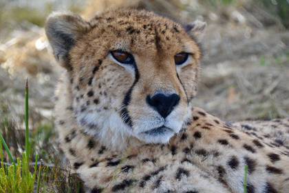 Gepard