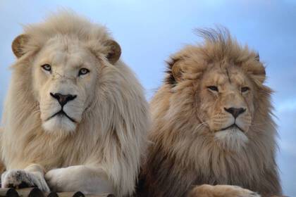 Majestic lions