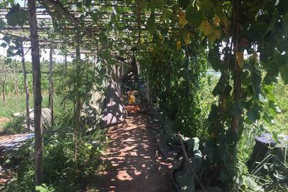 Organische Farm in Vietnam