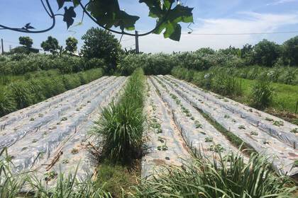 Feld auf der Farm in Vietnam