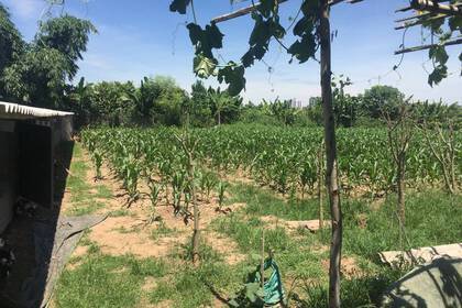 Feld auf der Farm in Hanoi